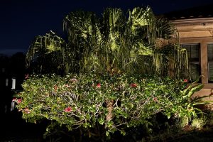 Clearwater Landscape Lighting