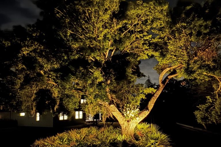 How to Illuminate Large Trees with Landscape LightingLarge Tree Lighting